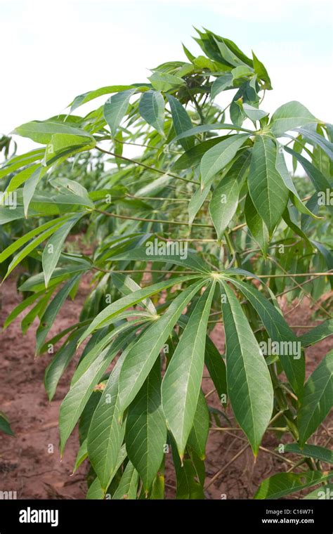 A Close Up Cassava Manihot Esculenta S Leaves In A Plantation In