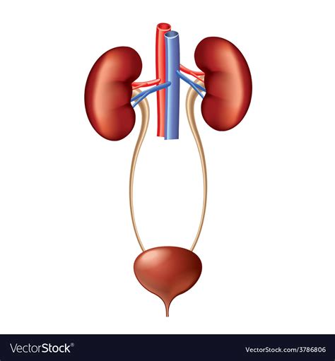 Urinary System Diagram Unlabeled