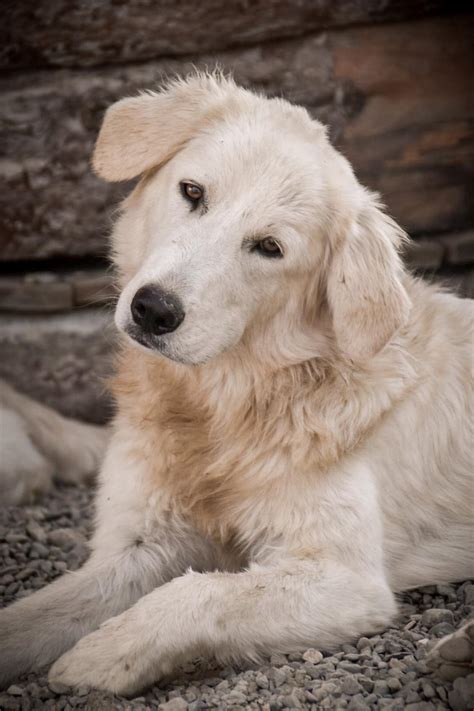 Teseo Dolce Giovane Simil Maremmano In Adozione Cane A Pisa In