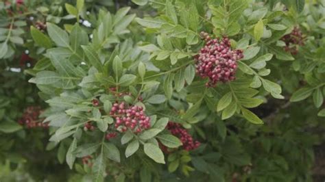 Pink Pepper Growing Brazilian Pepper Tree Schinus Terebinthifolius