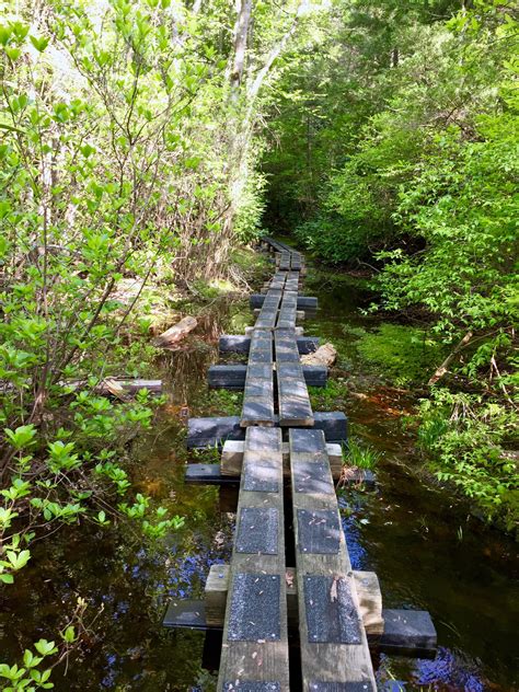 Wawayanda State Park, Cedar Swamp Trail, New Jersey [OC] [2448x3264