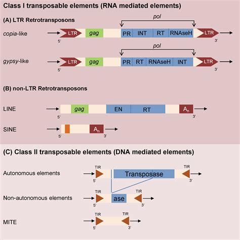 Identification And Molecular Characterization Of LTR And LINE