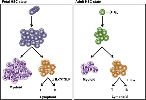 Hematopoietic Stem Cell Heterogeneity Takes Center Stage Cell Stem Cell