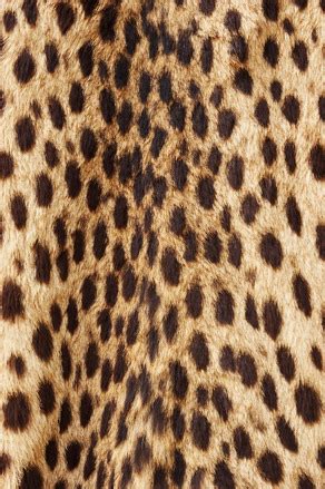 Free Cheetah Fur Texture Stock Photo - FreeImages.com