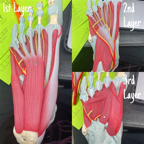 Muscles of the Foot Diagram | Quizlet