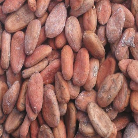 Buy Wholesale Cameroon High Quality Fermented Cocoa Beans Cocoa Beans