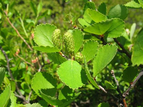 Betula Pumila Bird Gardens