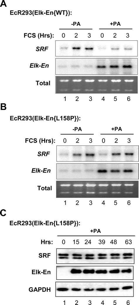 The Ets Domain Transcription Factor Elk 1 Regulates The Expression Of