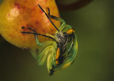 Shield Bug Ryan Dobson Flickr