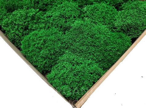 Королівський Мох Ягель | Купити Стабілізований Мох у Виробника ...