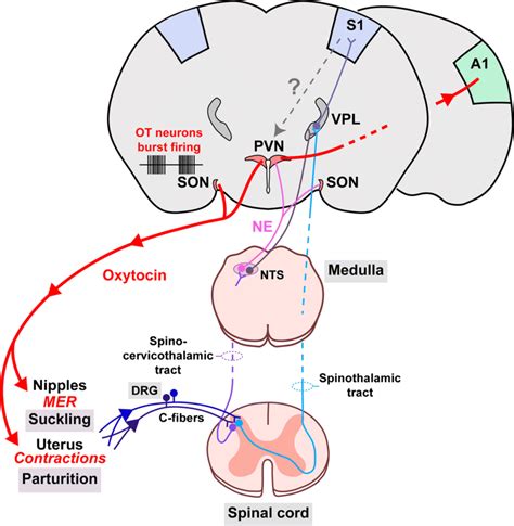 Oxytocin Reflex