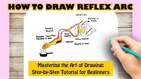 How To Draw Reflex Arc Youtube