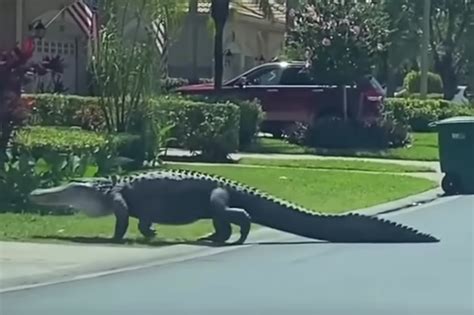 Giant Alligator Stuns Residents At Upscale Florida Community