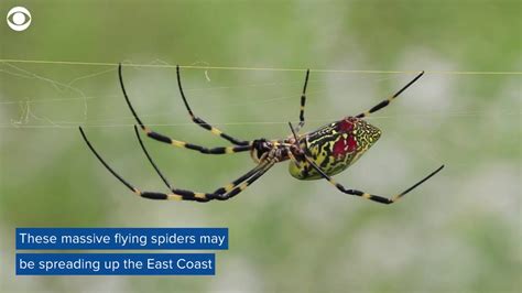 Creepy Crawly Giant Flying Joro Spiders Are Spreading To The