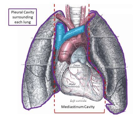 Visceral Pleura