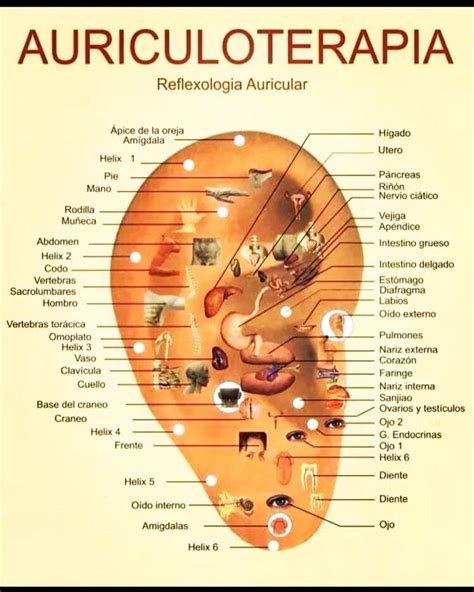 Auriculoterapia Equil Brio Zen