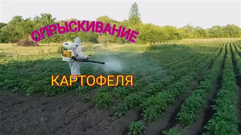 Опрыскивание Картофеля. Бензиновым Опрыскивателем Champion PS 257 - YouTube