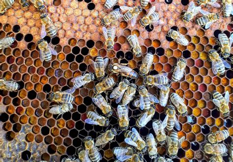 Honeybees also use social distancing to protect themselves from pathogens