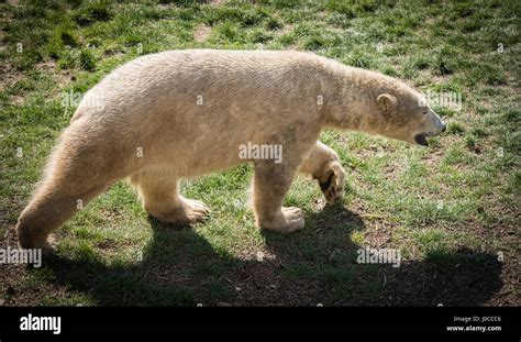 Lovely animals at the Yorkshire Wildlife Park in Doncaster, South ...