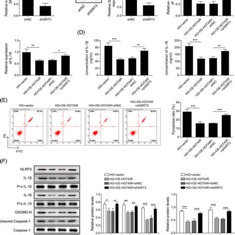 Sirt3 Knockdown Reversed The Inhibitory Effect Of Hotair On Hg‐induced