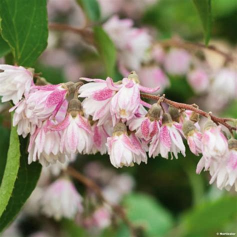 Deutzia Scabra Codsall Pink Arbuste Remarquable Pour Ses Fleurs Doubles