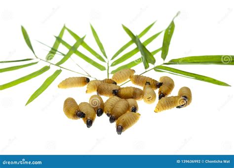 Red palm weevil larvae stock photo. Image of nature - 139636992