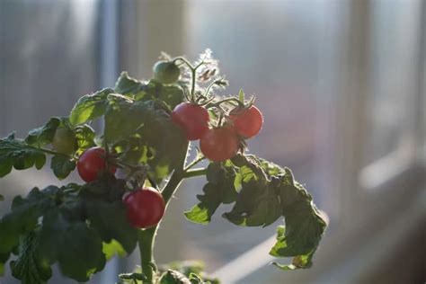 Guide Complet Cultiver Des Tomates Savoureuses En Pots M Me Sans