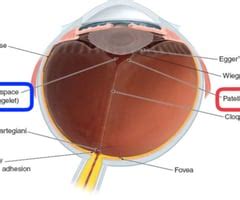 Anatomy Of The Eye Vitreous Retina Flashcards Quizlet