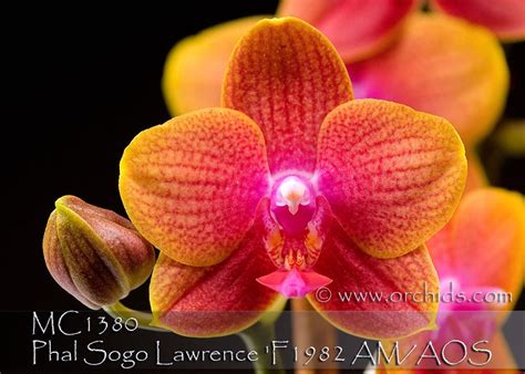 Premium With 1 2 Spikes Fragrance Novelty Orange Phalaenopsis Phal