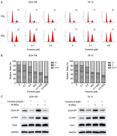 The Effect Of C Met Inhibitor Foretinib On Cell Cycle In ESCC Cells