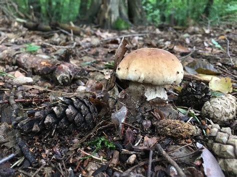 Summer In The Italian Alps Porcini Mushroom Picking — Miramonti Corteno