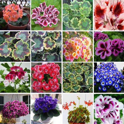 50pcs Appleblossom Rosebud Pelargonium Seeds - BestSeedsOnline.com ...