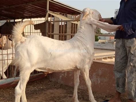 Pure Gulabi Big Bakra Animal Qurbani Sale 2024