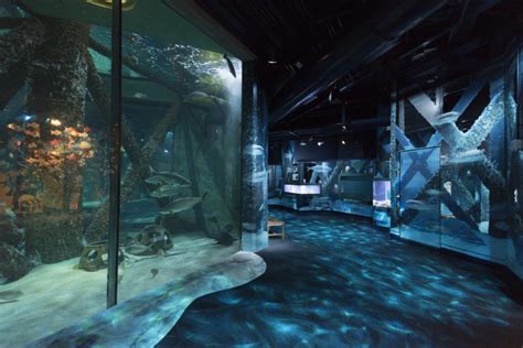 Seven Trends in Aquarium Design | CambridgeSeven