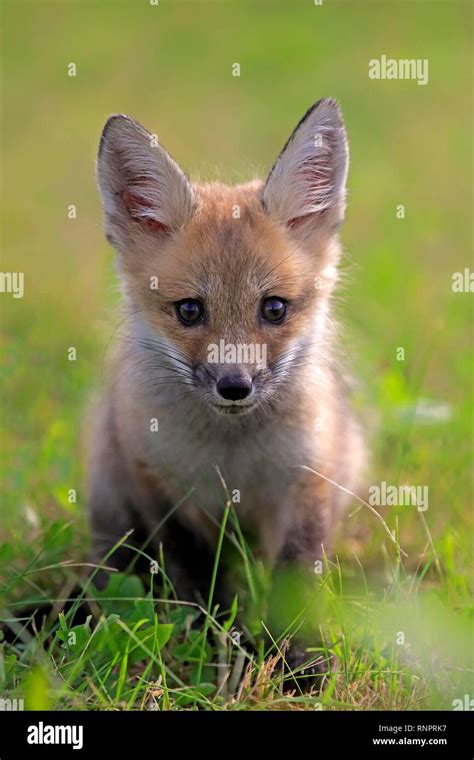 Eastern American Red Fox Vulpes Vulpes Fulvus Young Alert Sits In