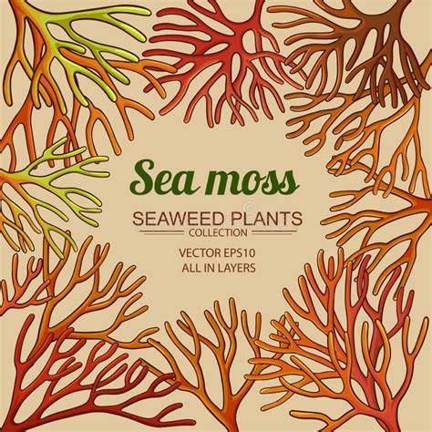 Sea Moss Frame Stock Vector Illustration Of Kelp Moss 195326039