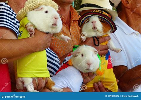 Peruvian Guinea Pig Festival