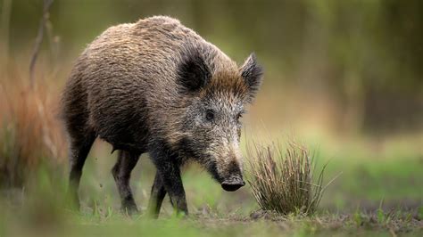 Schweinepest Weitere Fälle in Südhessen Hochwasser am Rhein im Blick