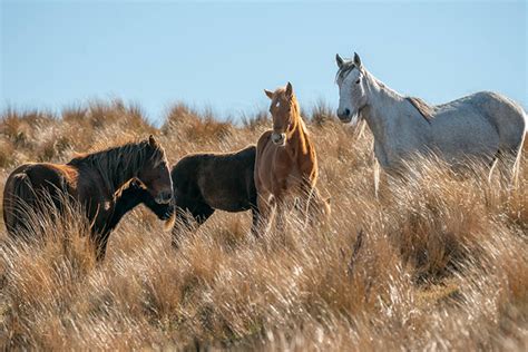 Sunlive Homes Urgently Required For Kaimanawa Wild Horses The Bays