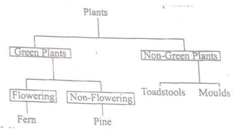 The chart below represents a simple classification of plants. Which one of the following plants ...