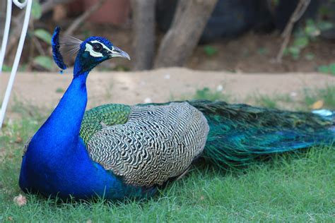 Free Images Nature Bird Animal Wildlife Green Beak Blue