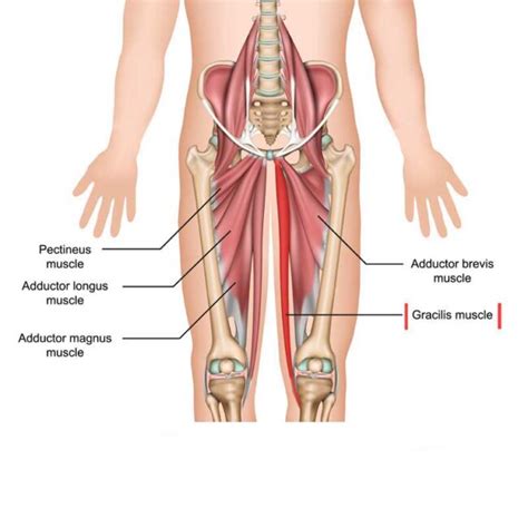 Gracilis Muscle Origin Insertion Actions And Innervation The