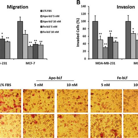 Effect On Migration And Invasion Capacity Of MDA MB 231 And MCF 7 Cells