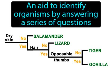 Dichotomous Key Definition And Image Flippy Flashcards