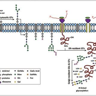 N Linked And O Linked Protein Glycosylation Occurs In The ER And Golgi