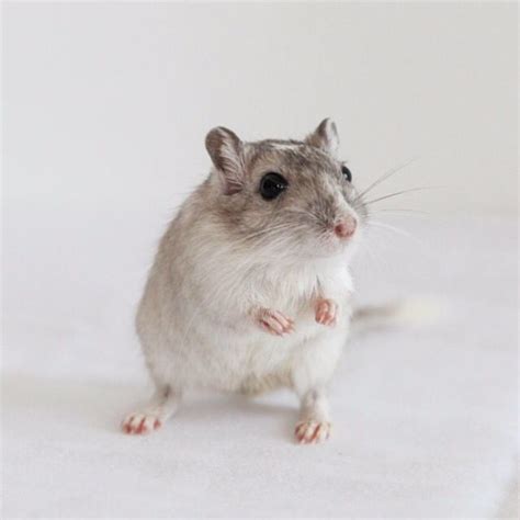 Our Adorable Kohala What A Cute Gerbil Cute Little Animals Cute