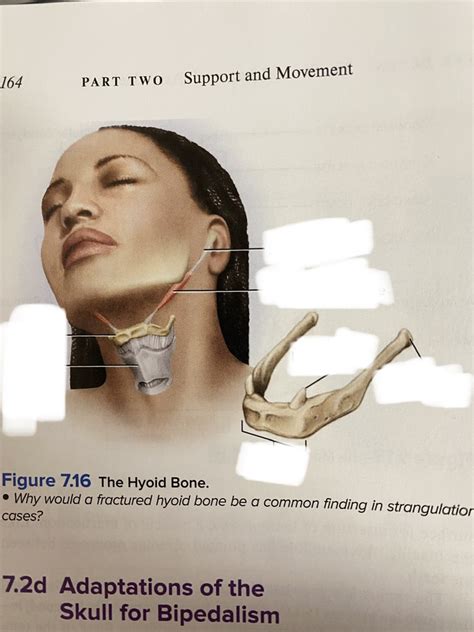 unit  hyoid bones diagram quizlet