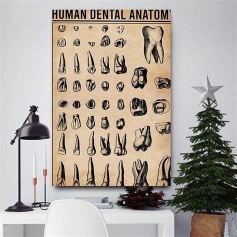 Dental Human Dental Anatomy Dentist Poster - TeeUni