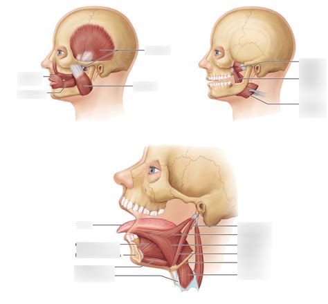 Muscles Promoting Mastication And Tongue Movements Lateral Diagram