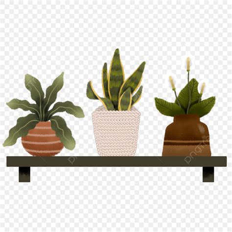 Ilustraci N De Tres Plantas De Interior En Maceta Png Plantas Maceta